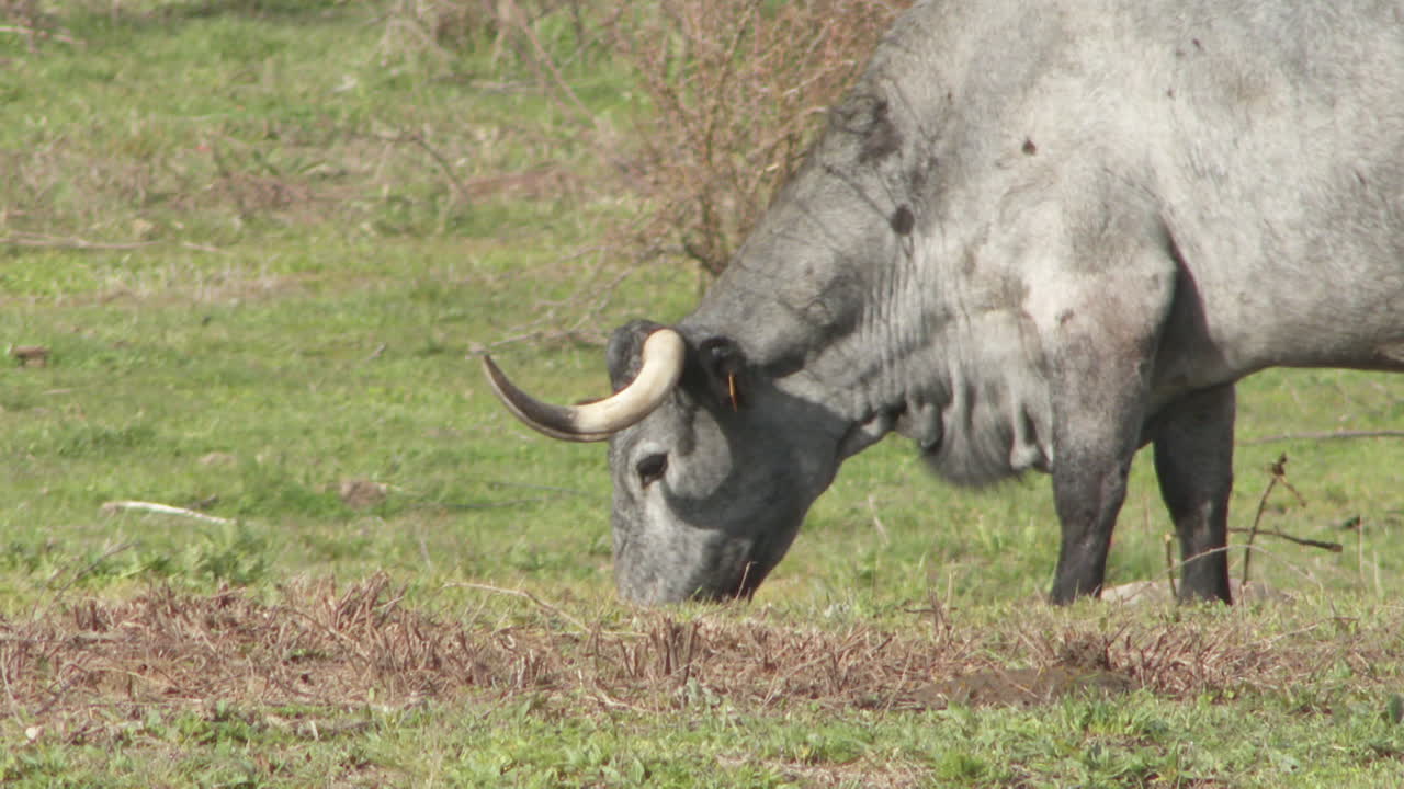 Grey cow grazing in a field