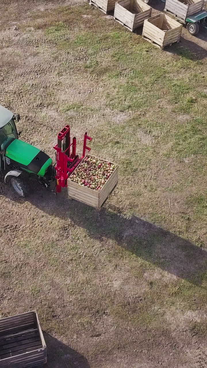 Harvesting apple fruit in orchard. Aerial view of farmers on tractor driving on apple orchard and picking apples Vertical video