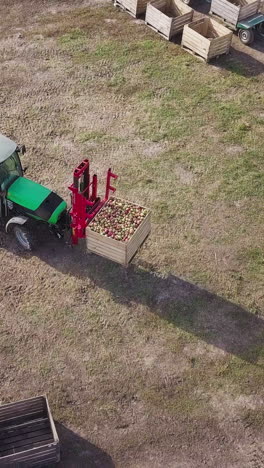 harvesting apple fruit in orchard. aerial view of farmers on tractor driving on apple orchard and picking apples vertical video