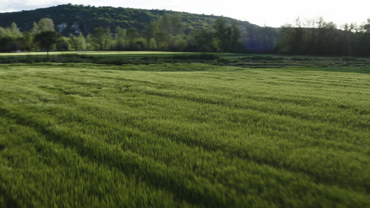 Aerial View Of Green Grass On Countryside Fields Blowing In The Wind In Summer