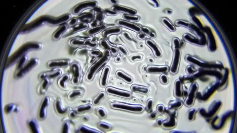 vista microscópica de las bacterias