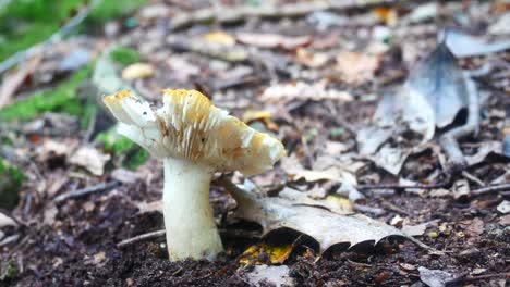 woodland rebozuelos amarillos setas silvestres hongos que crecen en el piso del bosque otoñal dolly derecho lento