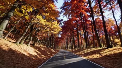 A dynamic video captures a road through a vibrant autumn forest