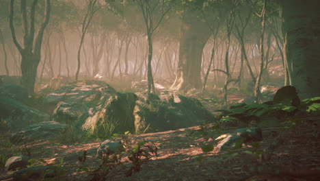 rayos de sol en un bosque en una mañana brumosa