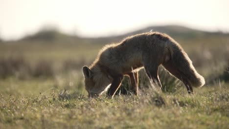 zorro rojo en busca de comida en un prado