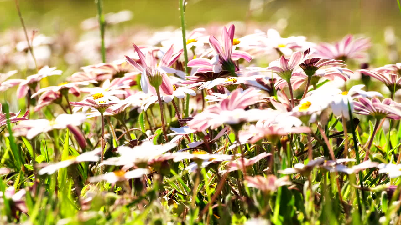 Beautiful White and Pink Daisies in a Field