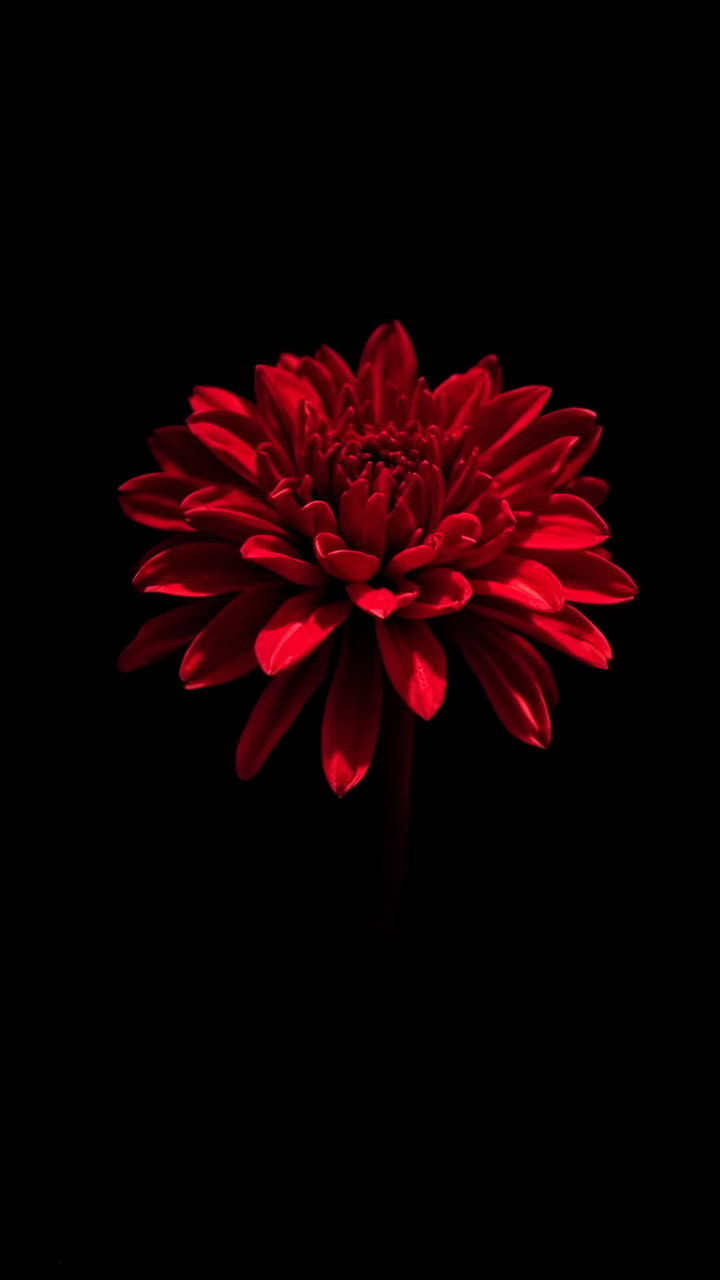 Vibrant Red Dahlia Bloom on Black Background