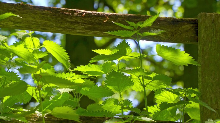 Video of English Stinging Nettle growing by a wooden fence