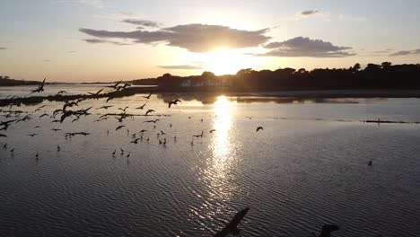 birds fly in the melides lagoon