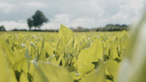 Landwirtschaftsfeld-In-Nordirland