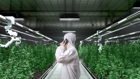 side view of asian marijuana researcher talking on smartphone and smiling while standing in the marijuana greenhouse with smart robotic farmers