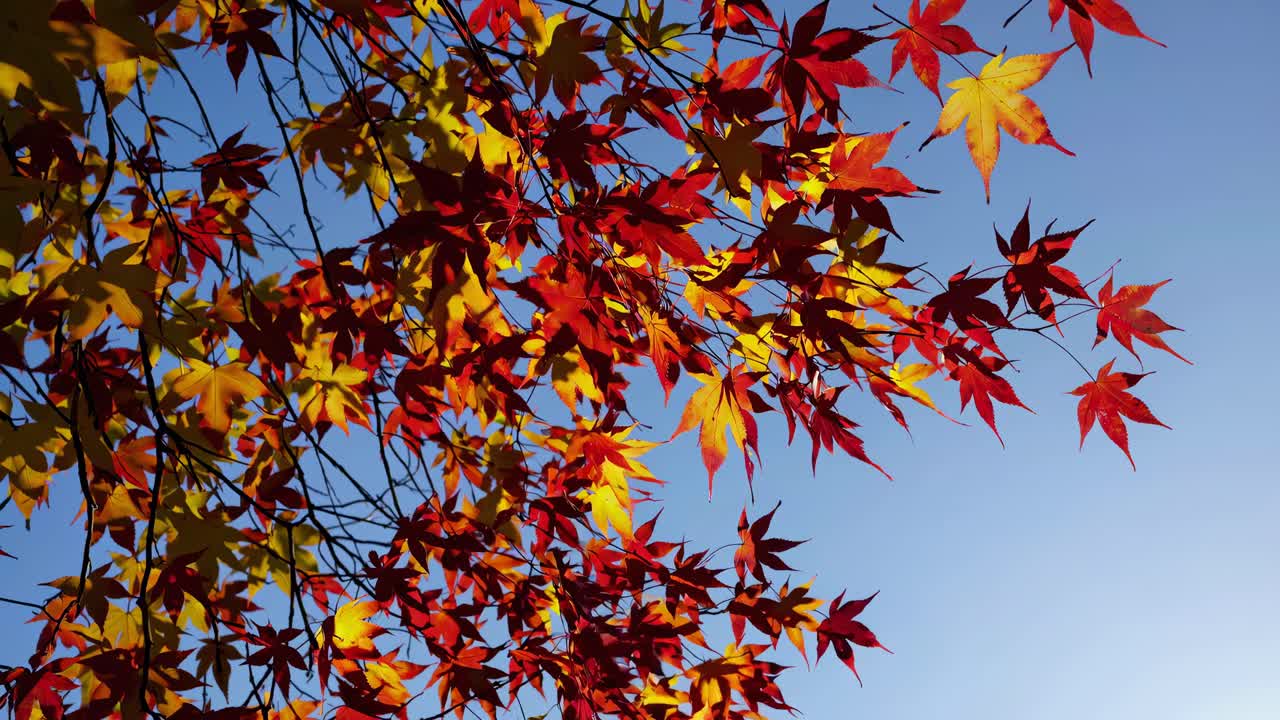 Low-angle video captures vibrant red and yellow autumn leaves against a clear blue sky