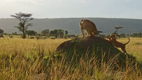 slow motion of lion cub and lioness playing in africa, cute young funny baby animals in maasai mara, kenya, chasing and pouncing on mother tail on termite mound on african wildlife safari