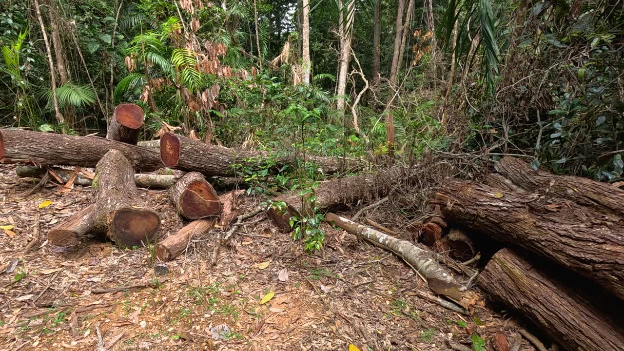 Stacked tree logs in a forest clearing, captured in natural daylight. The scene conveys a sense of recent deforestation