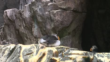 group of cute puffins cleans plumage on a rock, medium shot