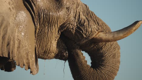 close up of elephant drinking water in puddle