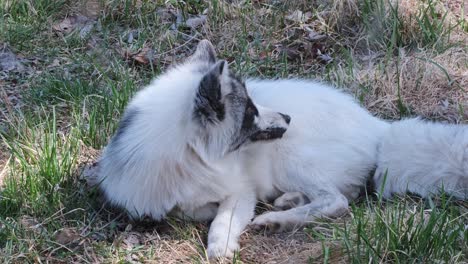 Hermoso,-Pálido-Morph-Platino-De-Lindo-Zorro-Rojo-Norteamericano