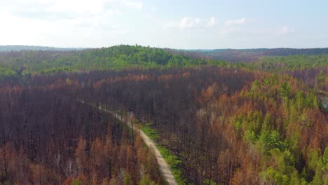 an aerial view of a forest with a mix of green and brown trees, possibly due to seasonal changes or effects of a wildfire