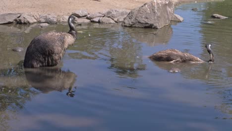par de aves emú sumergidas en aguas poco profundas en queensland, australia