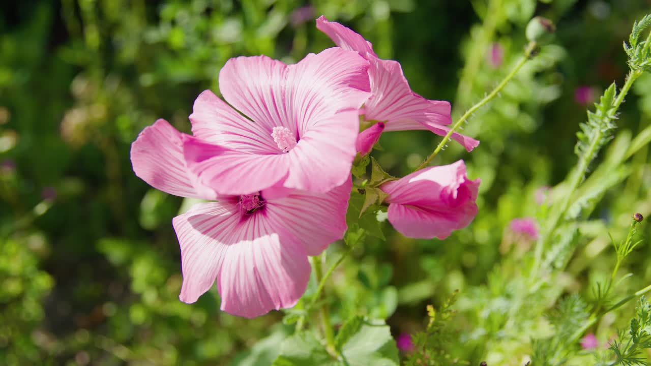 Bellissimi fiori di ibisco rosa che ondeggiano nel vento in una giornata di sole