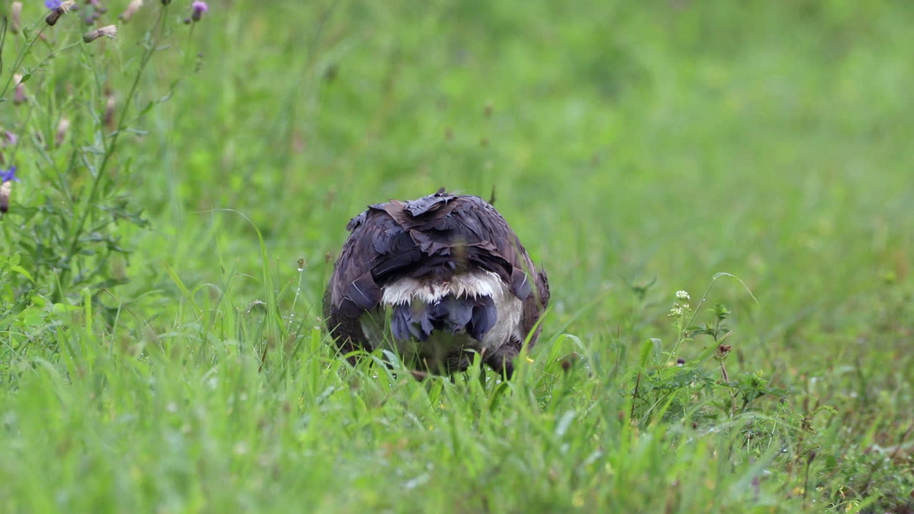 비가 오는 동안 목초지에서 방목하는 거위
