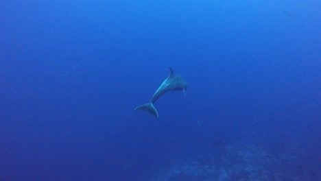 a group of wild dolphins playing in the water with divers