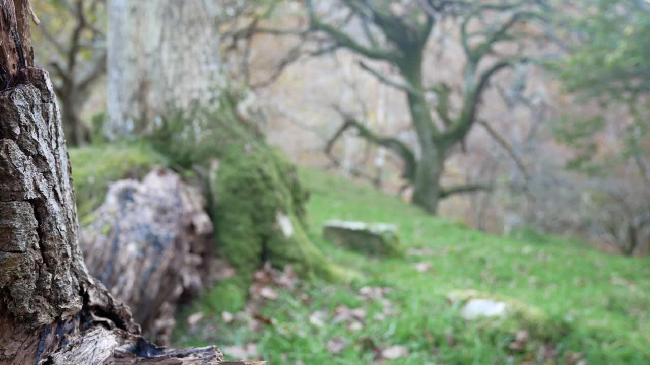 부서진 가을 숲 삼림지 나무 줄기 제철의 자연 가을 단풍 황야 돌리 왼쪽 닫다