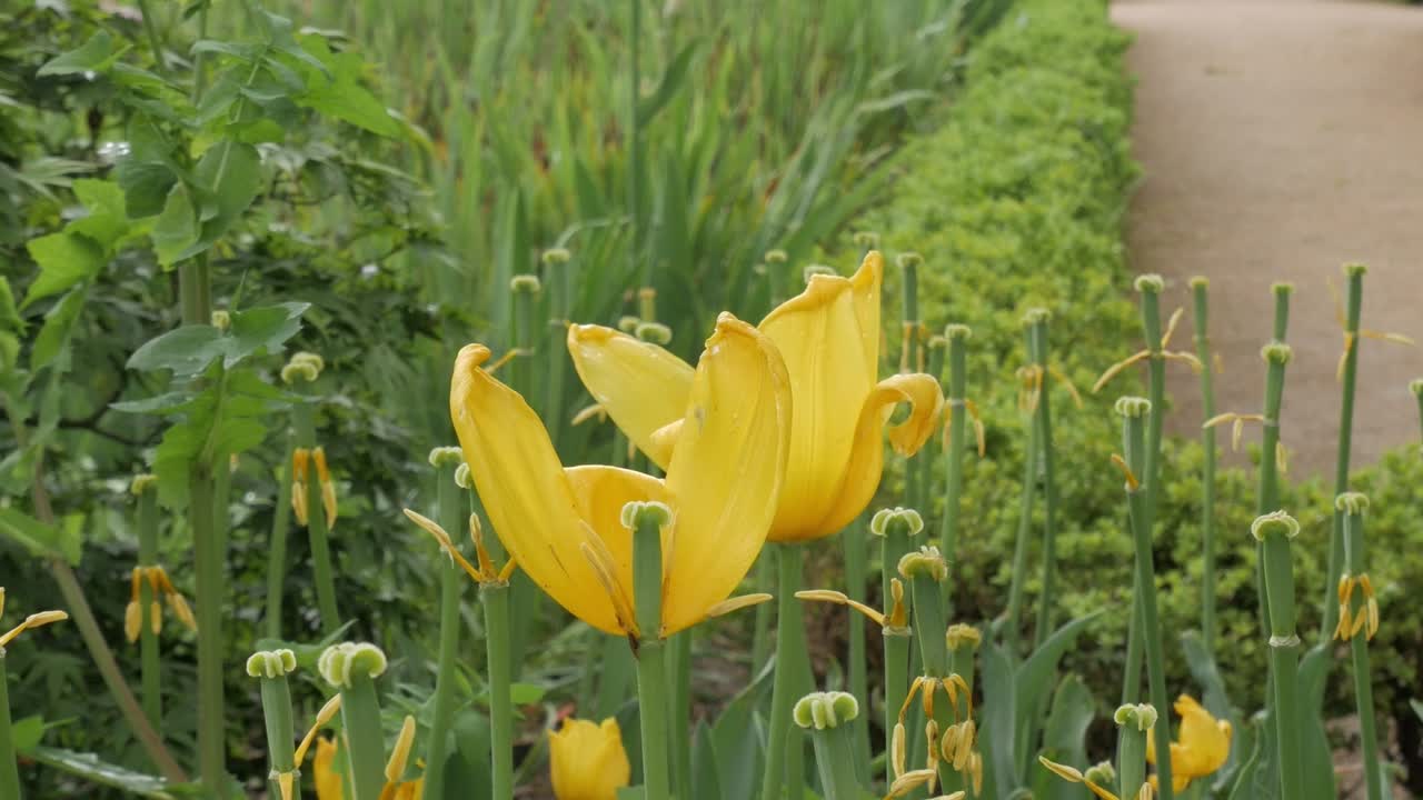 Lysende gule tulipaner i en have fremkalder en munter forårsstemning.