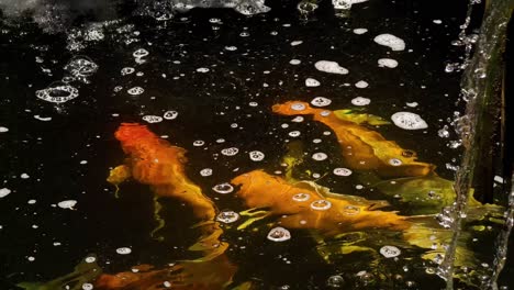 koi fish in a pond