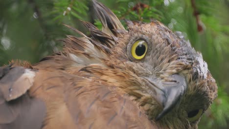 European-honey-buzzard-(Pernis-apivorus),-also-known-as-the-pern-or-common-pern,is-a-bird-of-prey-in-the-family-Accipitridae