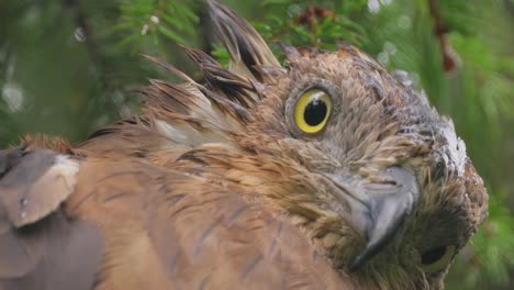 el buitre de miel europeo (pernis apivorus), también conocido como el pern o pern común, es un pájaro de rapiña de la familia accipitridae