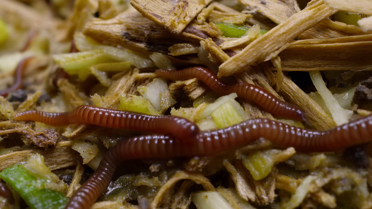 Cena macro mostrando várias milípedes marrom-avermelhadas descansando em uma cama orgânica grosseira de lascas de madeira, matéria vegetal desfiada e pedaços de vegetais verdes picados, com luz natural suave e detalhada