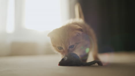 cute kitten plays at the window with a plush mouse