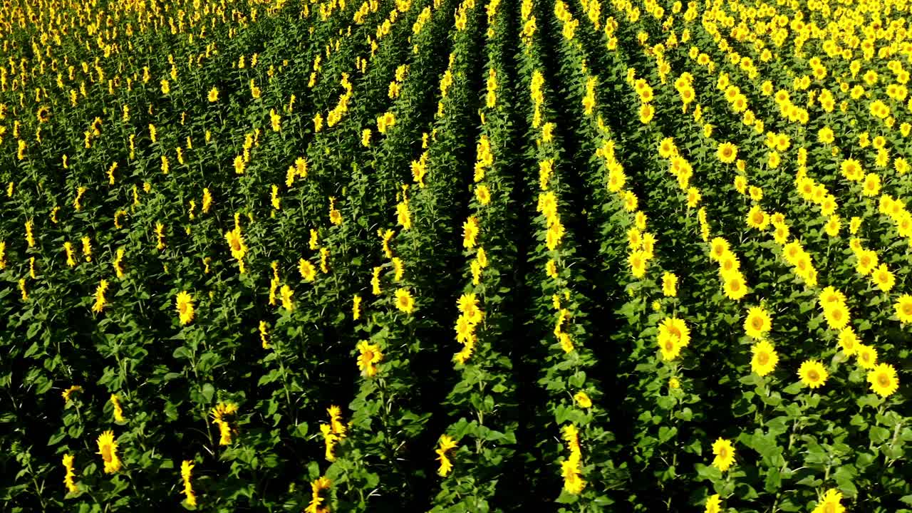 해바라기  ⁇  에 대한 항공 사진