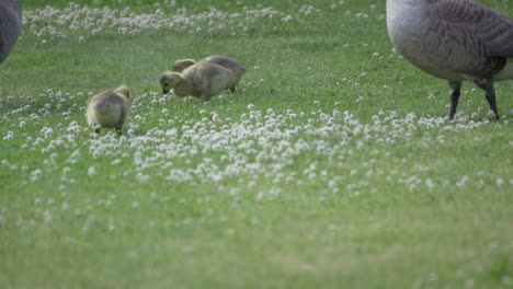 close up, family of canada goose and goslings eating on grass lawn with flowers