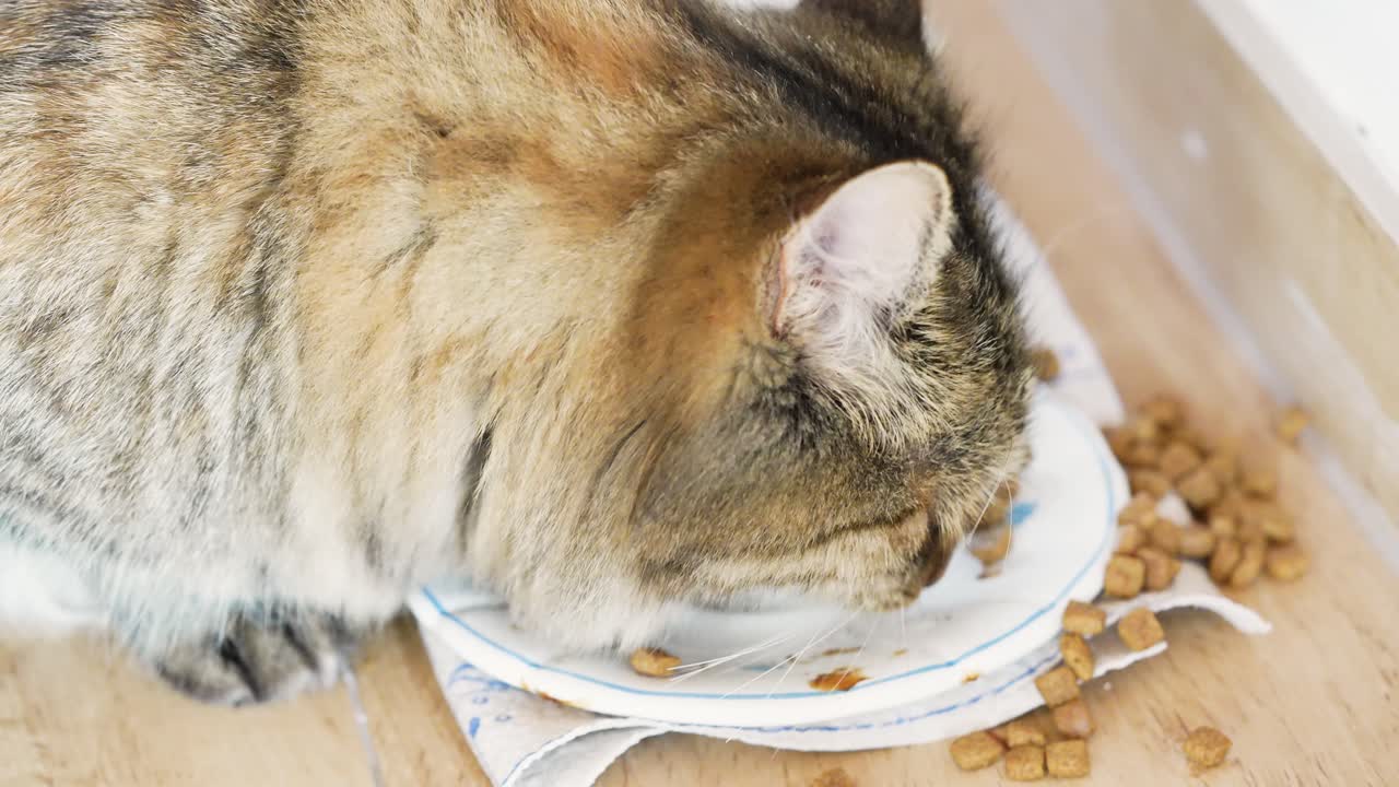 Hauskatze frisst von einem Teller, während etwas Futter auf den Boden verschüttet wird, in Zeitlupe aufgenommen. Natürlicher Fütterungsmoment in einer gemütlichen Wohnumgebung, der alltägliches Haustierverhalten zeigt