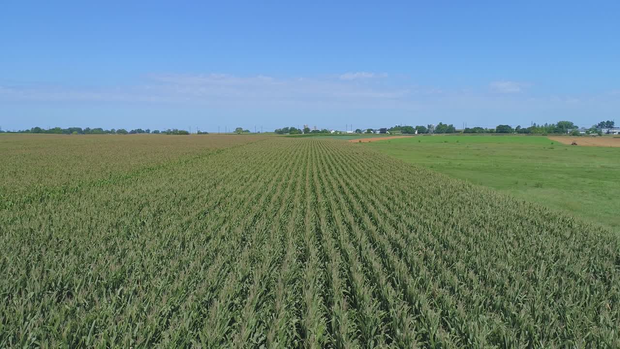 una vista aérea de cerca de las tierras de cultivo amish y el campo con campos de maíz en un día soleado de verano
