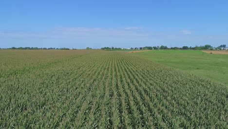 Eine-Luftaufnahme-Von-Amischen-Ackerland-Und-Landschaft-Mit-Maisfeldern-An-Einem-Sonnigen-Sommertag