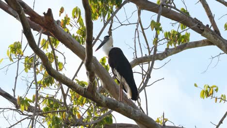 seen preening itself and then faces to the left as seen perched on a branch, asian woolly-necked stork ciconia episcopus, near threatened, thailand