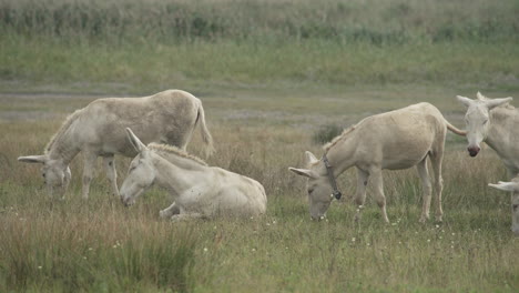 in a group of white donkeys