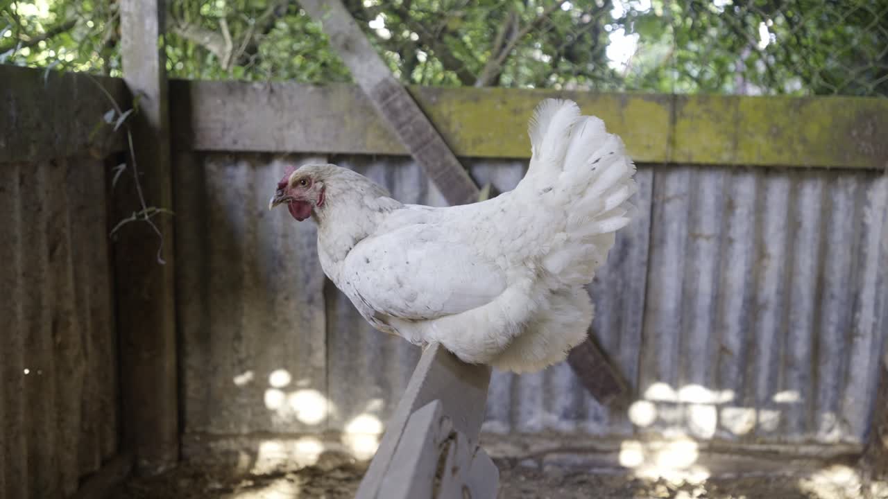pollo blanco sentado en una percha de madera en un gallinero