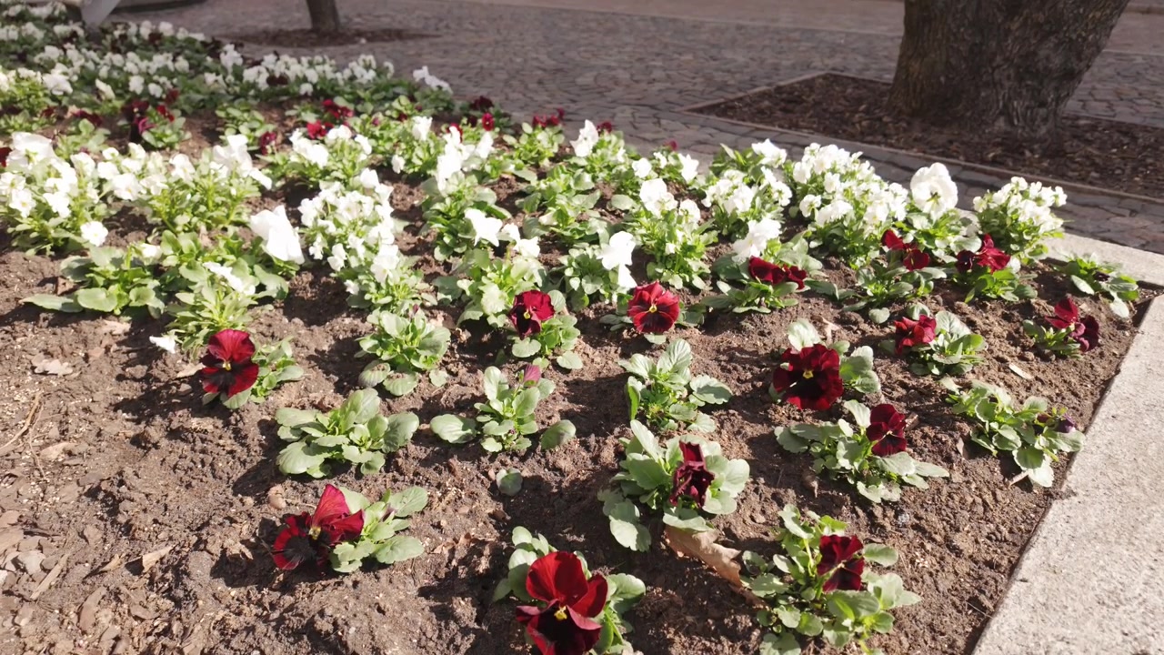 Red, white pansies bloom in well-kept flower bed during sunny spring day in Riga