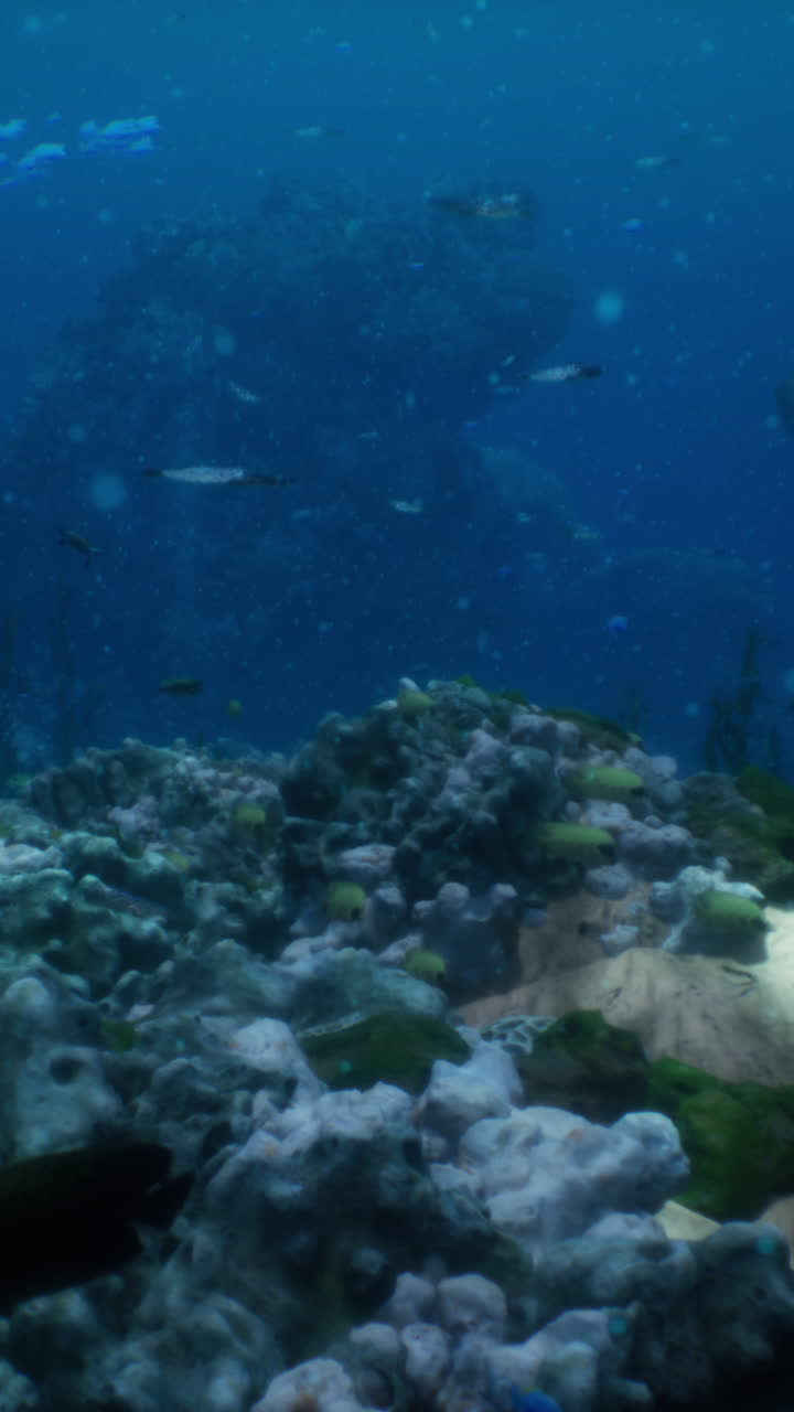 arrecife de coral submarino con peces