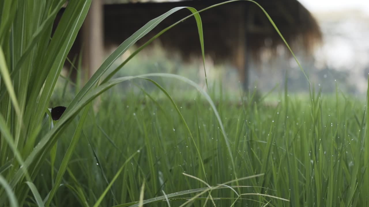 Close up rice fields in Ubud