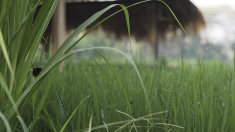 close up rice fields in ubud