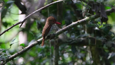 Ein-Weibliches-Individuum,-Das-Nach-Rechts-Blickt-Und-Dabei-Seinen-Kamm-Und-Kopf-Bewegt,-Gebänderter-Eisvogel-Lacedo-Pulchella,-Thailand