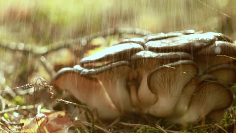 pleurotus mushroom in a sunny forest in the rain.