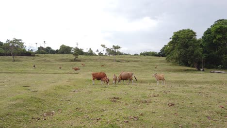 Vacas-Pastando-En-El-Prado-Verde-De-Bali-Indonesia,-Ganado-Bali,-Animales-Marrones-En-Colinas-De-Ensueño,-Vista-Panorámica-De-Gran-Angular,-Saba,-Gianyar