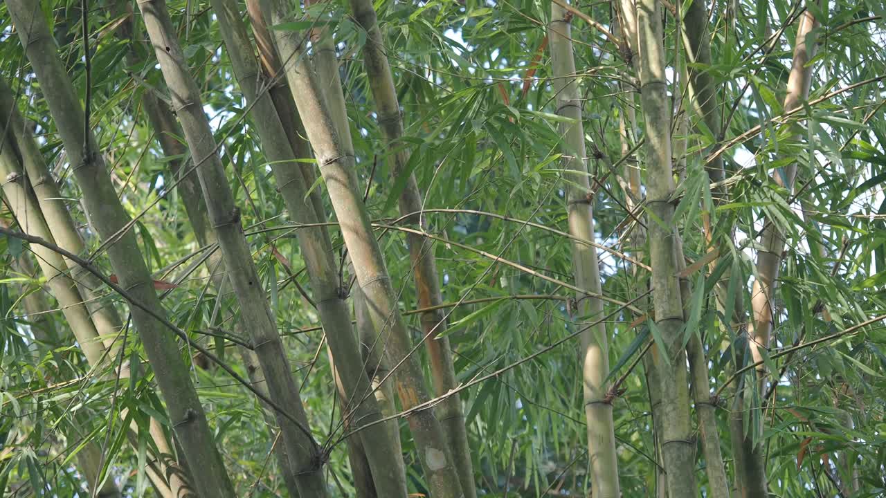 Bambu ormanı