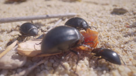 ants eating a beetle